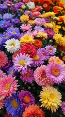 Bright and colorful gerbera daisies bloom vibrantly, adding a cheerful touch to the lush garden.