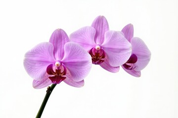 Fototapeta premium white background with blooming purple elongated flower stalk of Vanda orchid, isolated, background, orchids