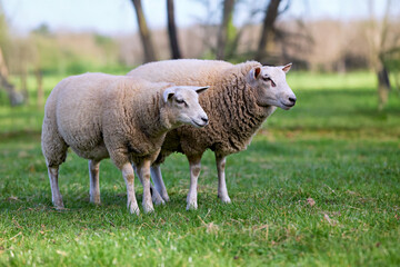 Two sheep stand on green grass with trees in the background, looking at the camera.