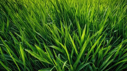 Fototapeta premium Lush green grass blades in a dense natural setting with close-up detail and vibrant colors under natural lighting