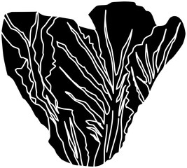 cauliflower illustration lettuce silhouette vegetable logo plant icon cabbage outline food leaf green fresh curly kale organic agriculture healthy shape adults vector graphic background