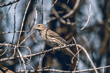 Bird perched among branches