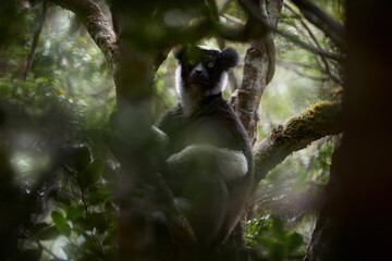Wildlife Madagascar, babakoto, Indri indri, monkey, wide angle lens with habitat in Kirindy Forest, Madagascar. Lemur in the nature . Sifaka on the tree, sunny day. Largest living lemur.