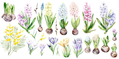 A large set of spring flowers. Hyacinths, crocuses and mimosa are hand-painted with watercolor on a white background. The illustration is suitable for decoration of cards, packaging and textiles.