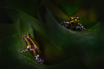 Ranitomeya summersi "Reticulated", Huallaga river, Cordillera Azul NP, central Peru. Summers poison frog, two anphibian in the nature habitat, hidden in bromelia plant, dark tropic forest, wildlife.