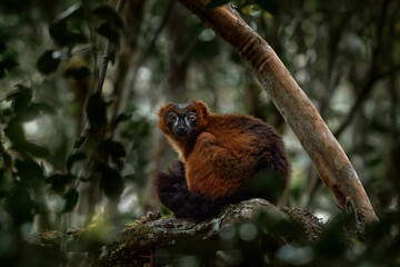 Obraz premium Red-bellied lemur, Eulemur rubriventer, Andasibe-Mantadia, wild monkey in the habitat. Rare endemic lemur from Madagascar in Africa. Nature wildlife. Dark mistic forest with dark orange brovn monkey.