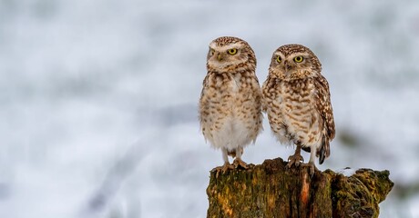 Burrowing owls on a snowy backdrop