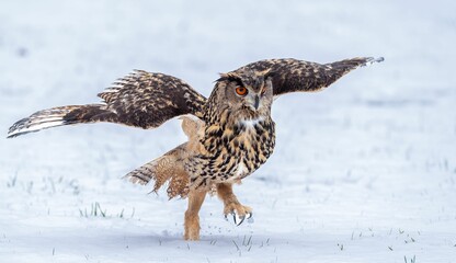 Majestic owl on snow with outstretched wings.
