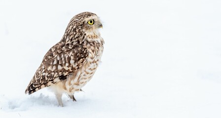 Burrowing owl on snowy ground with bright yellow eyes.