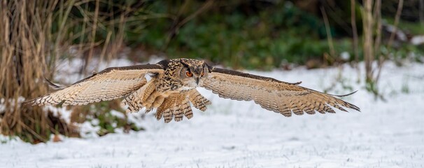 Majestic owl in flight over snowy ground.