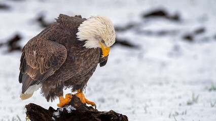 Majestic Bald Eagle in Snowy Landscape