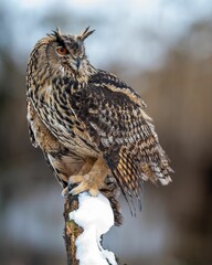 Majestic owl perched on snowy branch.