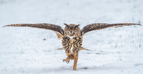 Majestic Owl Walking on Snow © Wirestock