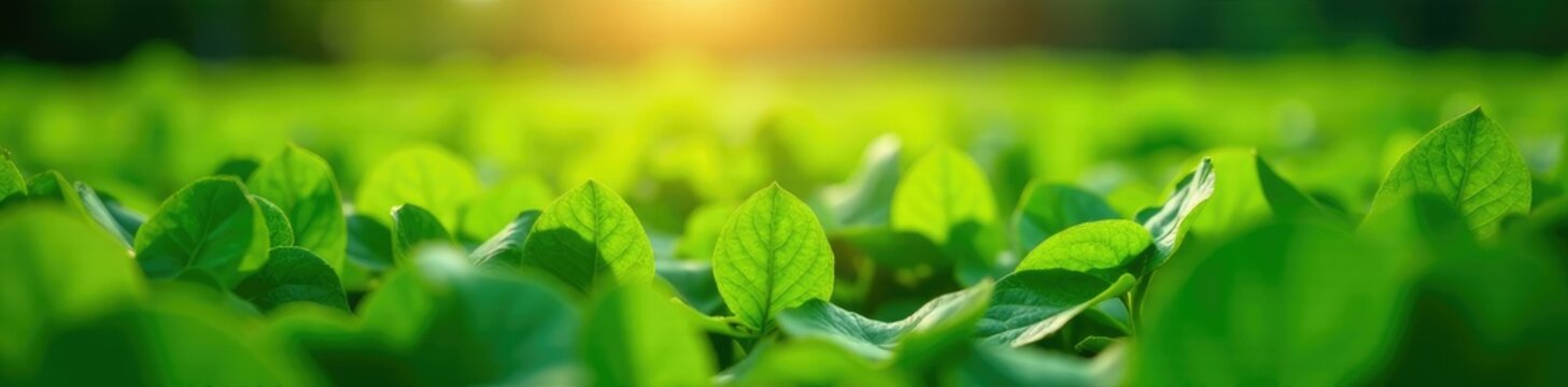 green runner beans growing in a lush field with sunlight filtering through, green, crops, runnerbeans