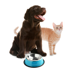Cat and dog with empty bowl on white background. Pet food