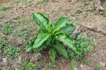 Top view photo of a small Moringa tree planted in a garden.