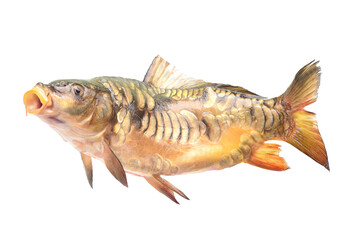 Fish carp isolated on white background