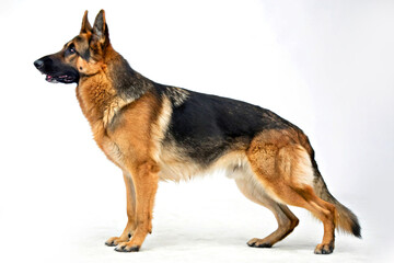 german shepherd dog isolated white background