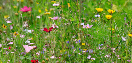 Bunte Wildblumen-Wiese im Frühling, Panorama 