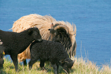 Heidschnucke mit Jungtieren, Schafrasse auf der Insel Helgoland, Nordsee
