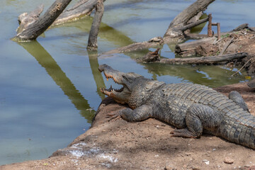 Riserva naturale di Bandia in senegal