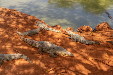 Riserva naturale di Bandia in senegal