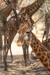 Riserva naturale di Bandia in senegal
