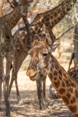 Obraz premium Riserva naturale di Bandia in senegal