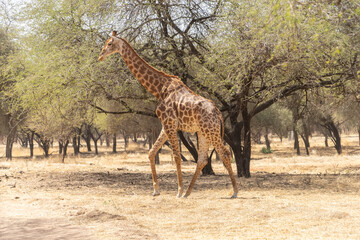 Naklejka premium Riserva naturale di Bandia in senegal