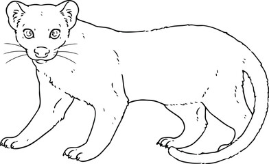 Cute line art illustration of Fossa hand drawn