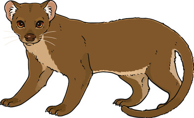 Cute illustration of Fossa hand drawn