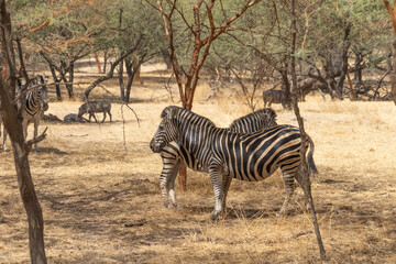 Obraz premium Riserva naturale di Bandia in senegal