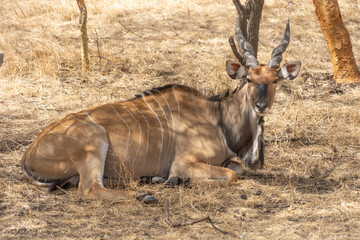 Riserva naturale di Bandia in senegal
