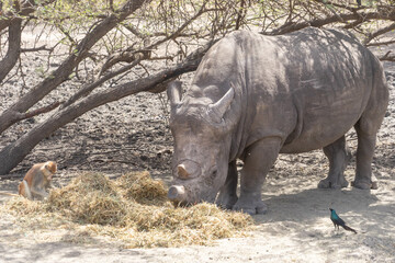 Fototapeta premium Riserva naturale di Bandia in senegal