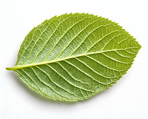 Obraz premium Single green leaf, isolated, white background, nature photography, website design