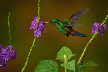 Blue-vented hummingbird, Saucerottia hoffmanni, bird sucking nectar from pink flower bloom in nature. Hummingbird feeding behaviour in the garden, Rio Sarapiquí in Costa rica. Tropic nature, wildlife.