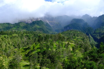 Fototapeta premium mountain slopes covered with green grass and pine trees. fog on the mountain top