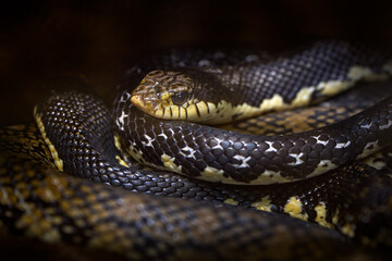 Madagascar giant hognose snake, Leioheterodon madagascariensis, dark tropic nature, Madagascar. Viper in the nature habitat. Wildlife animal.