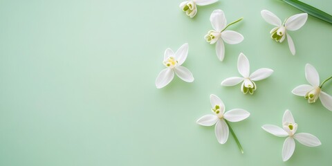 Obraz premium A bunch of delicate snowdrop flowers on a vibrant green background