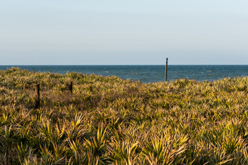 Canaveral Nation Seashore view of coastal vegetation and Atlantic Ocean, Florida, USA. 