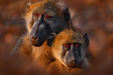 Chacma baboon, Papio ursinus, monkey from Moremi, Okavango delta, Botswana. Monkey feeding fruits in green vegetaton. Wildlife nature in Africa. Wild mammal nature. Sunset, Africa orange back light.