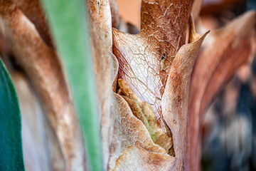 Close-up detail of Staghorn fern basal fronds. 