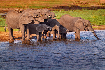 Wildlife scene from nature. Lake with big animals. A herd of African elephants drinking from river, lifting their trunks, Chobe National park, Botswana, Africa.