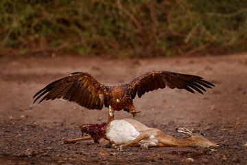 Tawny eagle, Aquila rapax, with implala antelope carcass. Leopard kill from the night, eagle bird feeding on antelope in the wild nature, Chobe River in Botswana in Africa. Nature wildlife.