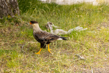 Crested caracaras bird genus in the family Falconidae and the subfamily Polyborinae. Wild bird in the natural habitat in the wild nature forest in South America. Caracara bird walking on the ground