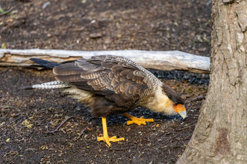 Crested caracaras bird genus in the family Falconidae and the subfamily Polyborinae. Wild bird in the natural habitat in the wild nature forest in South America. Caracara bird walking on the ground