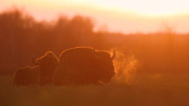 Mammals - wild nature European bison ( Bison bonasus ) Wisent bull in field sundown North Eastern part of Poland, Europe Knyszynska Primeval Forest