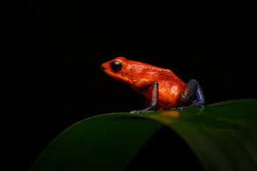 Rare amphibian in tropic. Wildlife jungle. Red-blue Frog in the forest. Red Strawberry poison dart frog, Dendrobates pumilio, in nature habitat, Costa Rica. Close-up portrait of poison red frog.