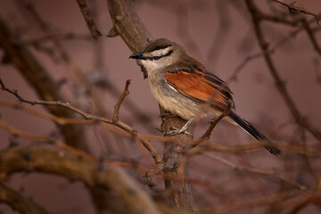 Brown-crowned Tchagra, Tchagra australis, grey brown bird in the nature habitat. Bird in the bush, Chobe River in Botswana. Africa wildlife, evening sun in nature.