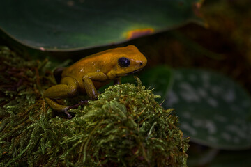 Phyllobates bicolor, black-legged poison dart frog, lowland rainforest, Chocó, San Juan River, Colombia. Yellow poison danger frog in the nature habitat. Tropic wildlife. Colombia nature.